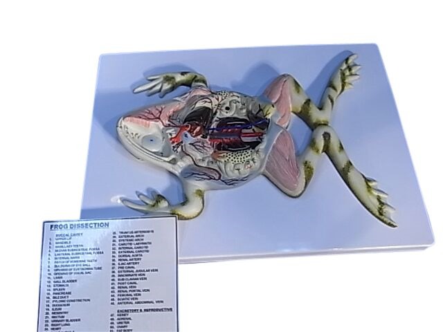 MODEL ZOOLOGICAL FROG DISSECTION ON BOARD