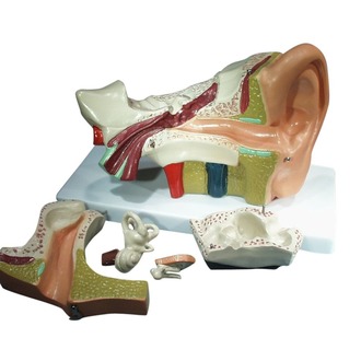 MODEL BIOLOGICAL EAR LARGE 5 PARTS