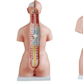 MODEL BIOLOGICAL TORSO MALE & FEMALE