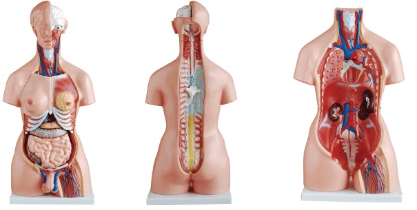 MODEL BIOLOGICAL TORSO MALE & FEMALE