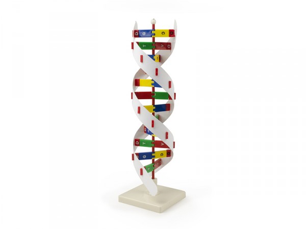 MODEL BIOLOGICAL DNA ACTIVITY KIT