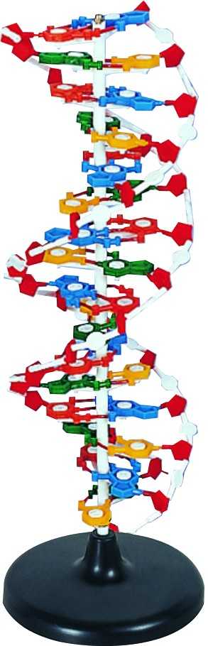 MODEL BIOLOGICAL DNA