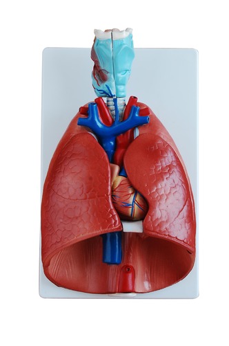 BIOLOGICAL MODEL LARYNX HEART AND LUNG